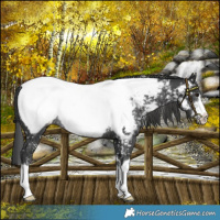 Horse Color:Black Near Fewspot Rabicano
