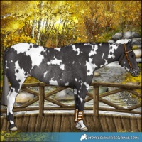 Horse Color:White Spotted Smoky Black Varnish Rabicano 