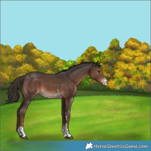 Horse Color:Liver Chestnut Sabino 