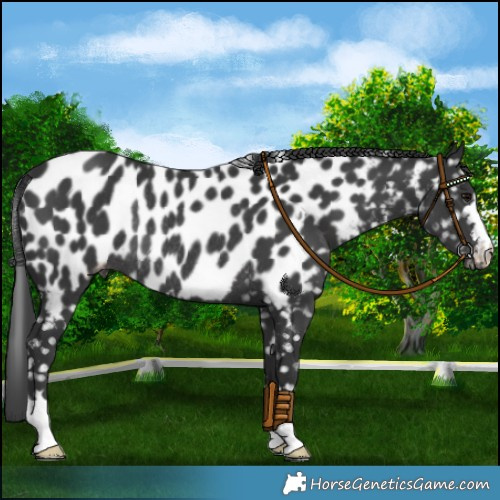 Horse Color:Black Near Leopard Rabicano 
