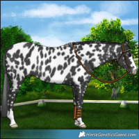 Horse Color:Black Appaloosa Rabicano 
