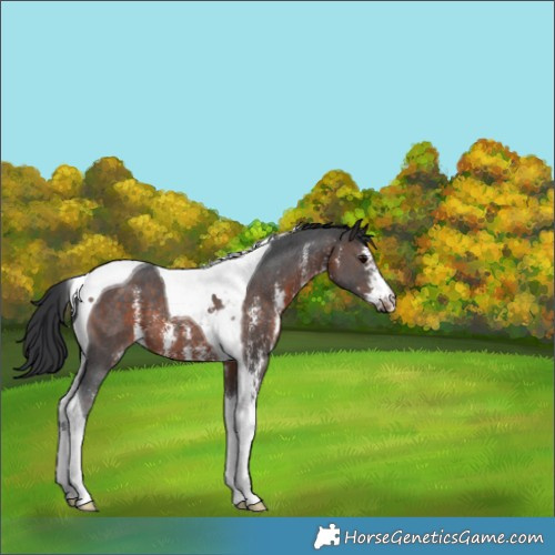 Horse Color:Brown Sabino Tobiano 