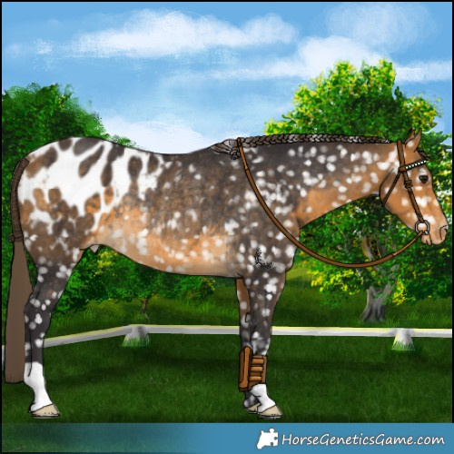 Horse Color:Buckskin Blanket Rabicano 