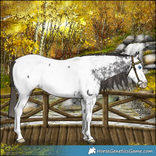 Horse Color:Smoky Black Sabino Splash Near Fewspot Rabicano 