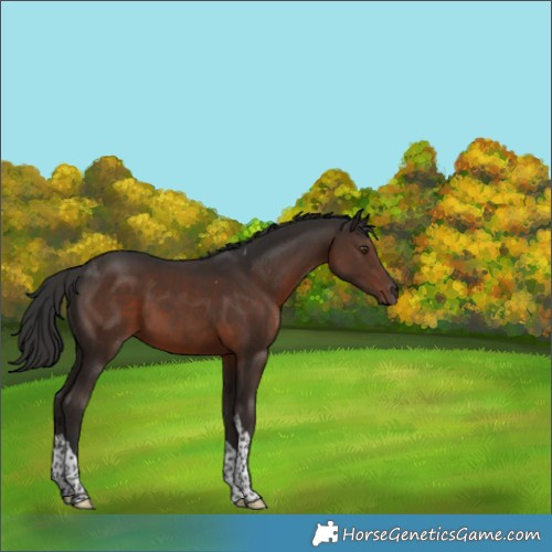 Horse Color:Liver Chestnut Tobiano 