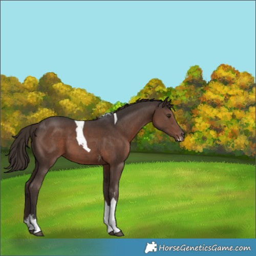 Horse Color:Liver Chestnut Sabino Tobiano 