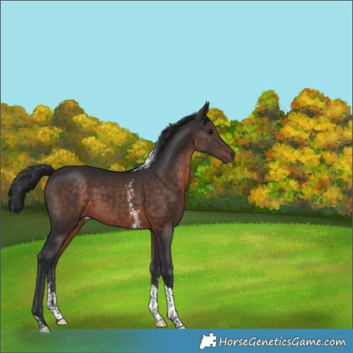 Horse Color:Brown Sabino Tobiano 