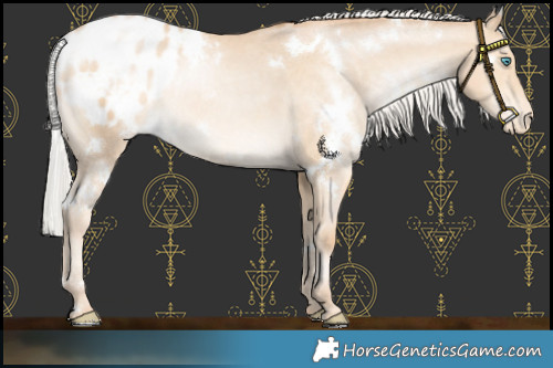 Horse Color:White Spotted Silver Buckskin Pearl Appaloosa Rabicano 