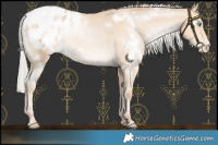 Horse Color:White Spotted Silver Buckskin Pearl Varnish Rabicano 