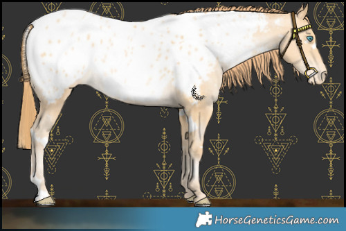 Horse Color:White Spotted Buckskin Pearl Appaloosa Rabicano