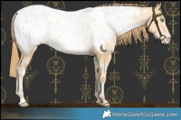Horse Color:White Spotted Buckskin Pearl Near Leopard Rabicano