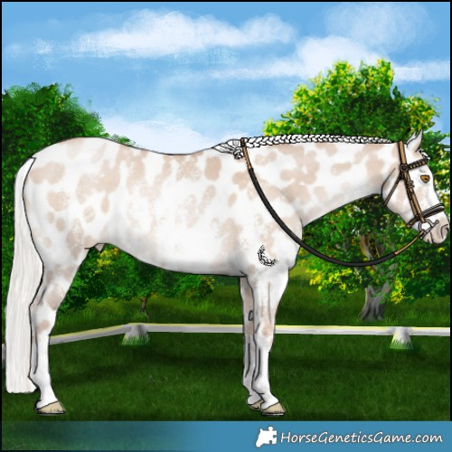 Horse Color:Silver Grullo Pearl Sabino Near Leopard 