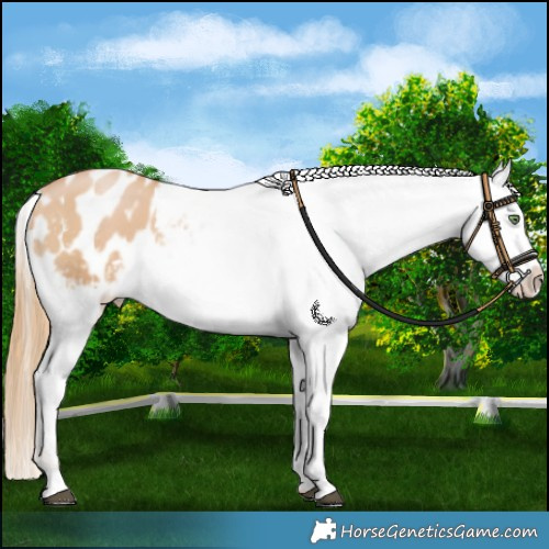 Horse Color:Chestnut Pearl Blanket 