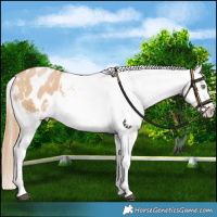 Horse Color:Chestnut Pearl Blanket 