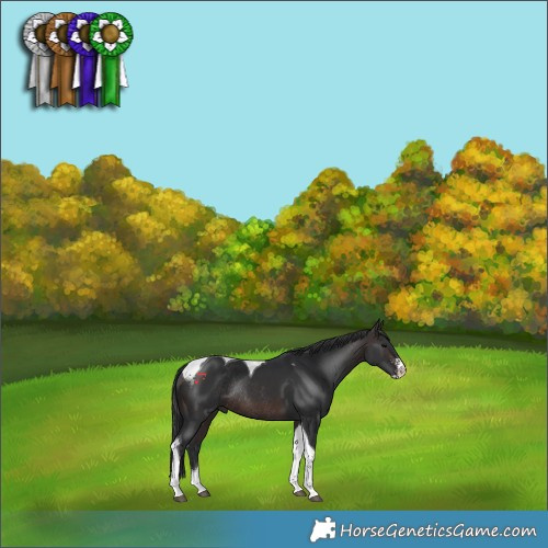 Horse Color:Brown Sabino Tobiano Rabicano 