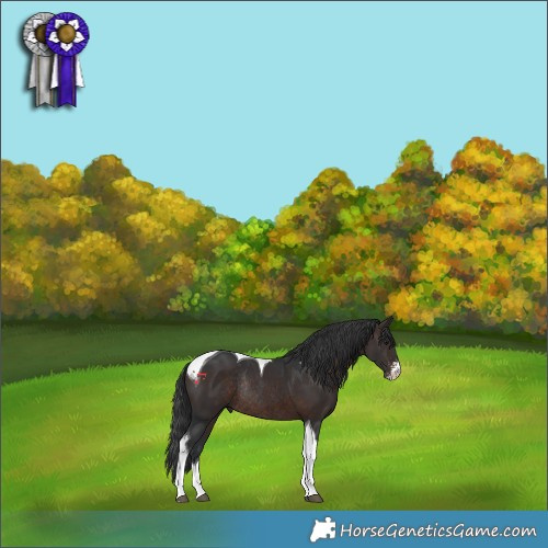 Horse Color:Brown Sabino Tobiano Rabicano 