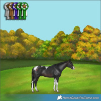 Horse Color:Brown Sabino Tobiano Rabicano 