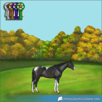Horse Color:Brown Sabino Tobiano Rabicano 