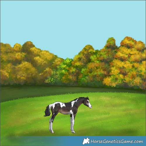 Horse Color:Brown Sabino Tobiano 
