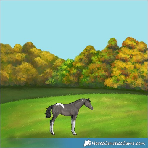 Horse Color:Grullo Sabino Tobiano 