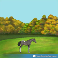 Horse Color:Grullo Sabino Tobiano 