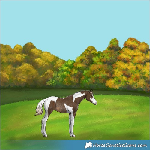 Horse Color:Chocolate Palomino Sabino Tobiano Rabicano 