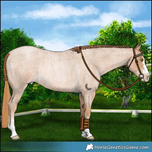 Horse Color:Red Roan Pearl Rabicano