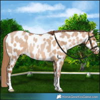 Horse Color:Brown Pearl Dun Near Leopard Rabicano 
