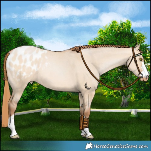 Horse Color:Bay Pearl Dun Appaloosa Rabicano