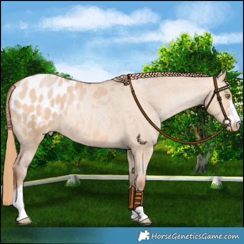 Horse Color:Bay Pearl Dun Blanket Rabicano 