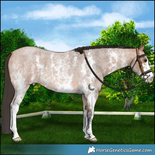Horse Color:Bay Roan Sabino 