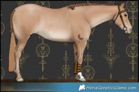 Horse Color:Black Pearl Rabicano 