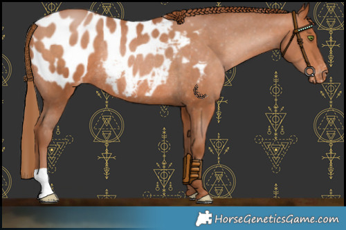 Horse Color:Brown Pearl Appaloosa Rabicano 