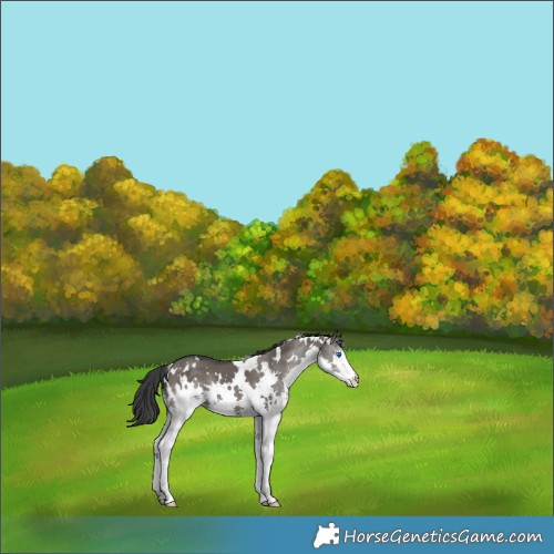 Horse Color:White Spotted Grullo Sabino Splash 