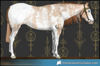 Horse Color:Gray Buckskin Pearl Sabino Snowcap Rabicano 