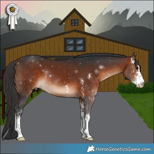 Horse Color:Bay Sabino 