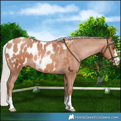 Horse Color:Silver Brown Pearl Blanket Rabicano 