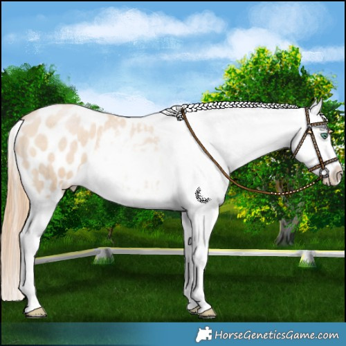 Horse Color:Smoky Blue Roan Pearl Blanket 