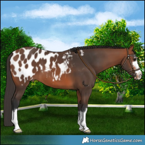 Horse Color:Bay Blanket 