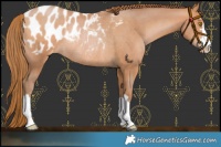 Horse Color:Bay Pearl Blanket Rabicano