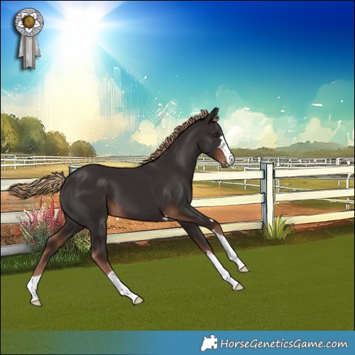 Horse Color:Liver Chestnut 