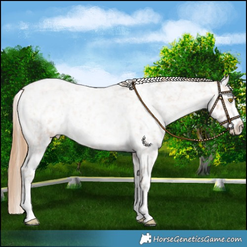 Horse Color:Bay Roan Pearl Snowflake Varnish 