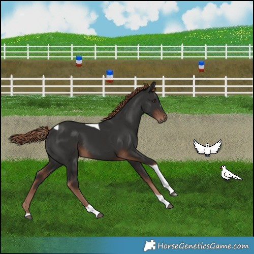 Horse Color:Liver Chestnut Tobiano 