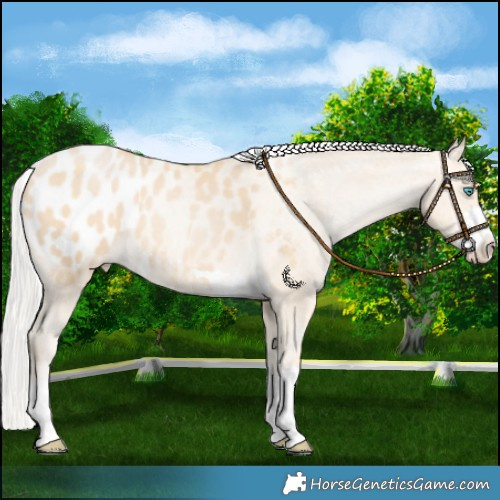 Horse Color:Silver Smoky Black Pearl Blanket 
