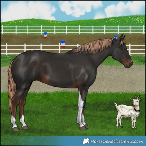 Horse Color:Liver Chestnut Tobiano 