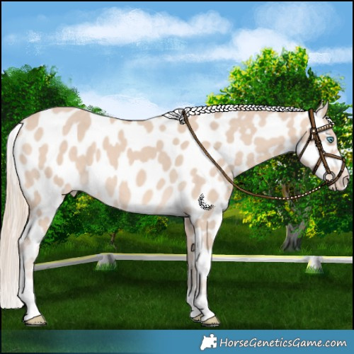 Horse Color:Perlino Near Leopard 