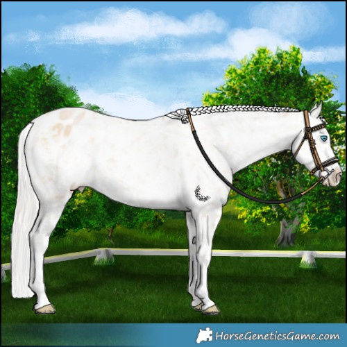 Horse Color:Silver Smoky Black Pearl Snowflake Varnish 