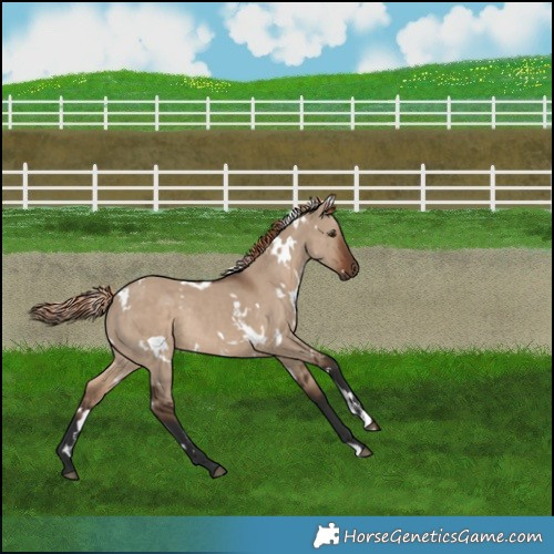 Horse Color:White Spotted Liver Red Dun Rabicano 