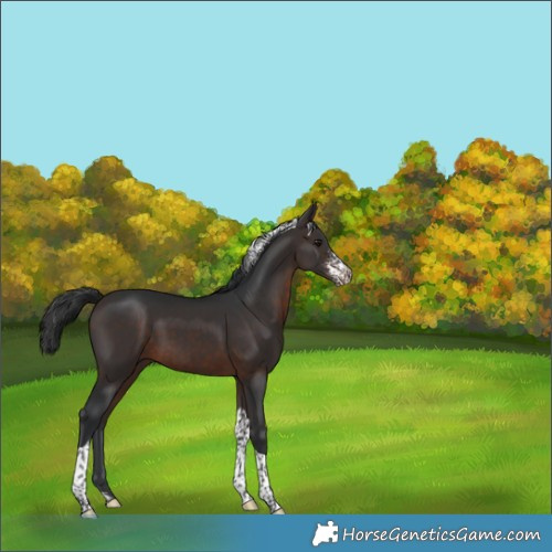 Horse Color:Brown Sabino Tobiano Rabicano 