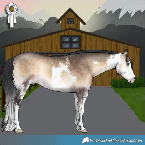 Horse Color:Brown Onyx Sabino Rabicano 